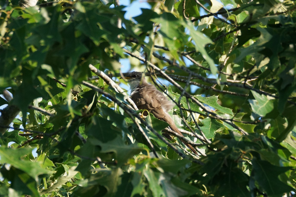 Yellow-billed Cuckoo - ML620346863