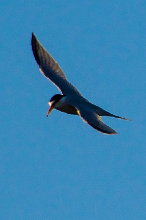 Least Tern - ML620346866