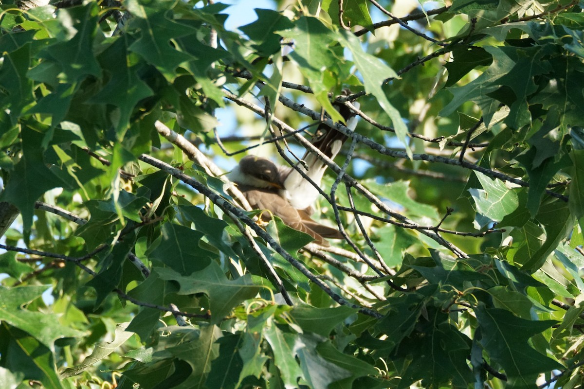 Yellow-billed Cuckoo - ML620346868