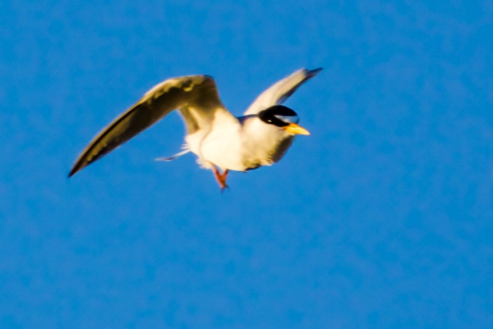 Least Tern - Philip Fiorio