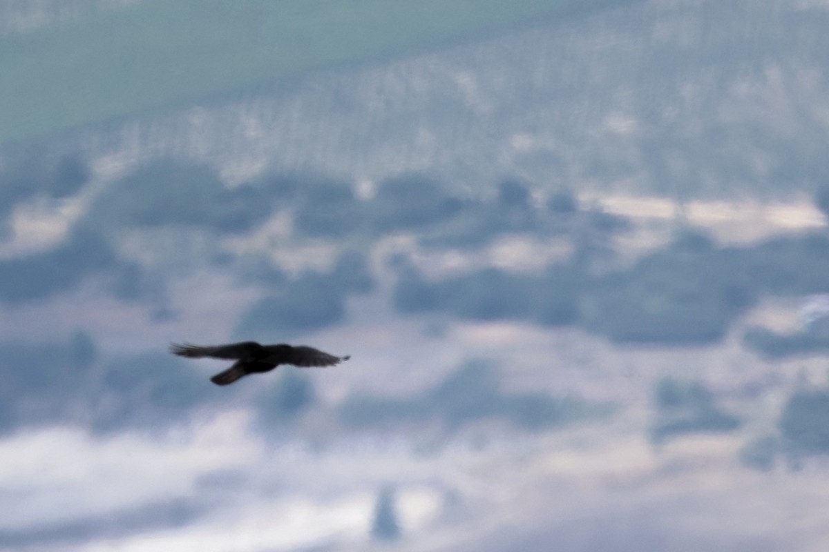 Yellow-billed Chough - ML620346886