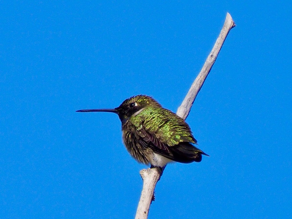 Black-chinned Hummingbird - ML620346887