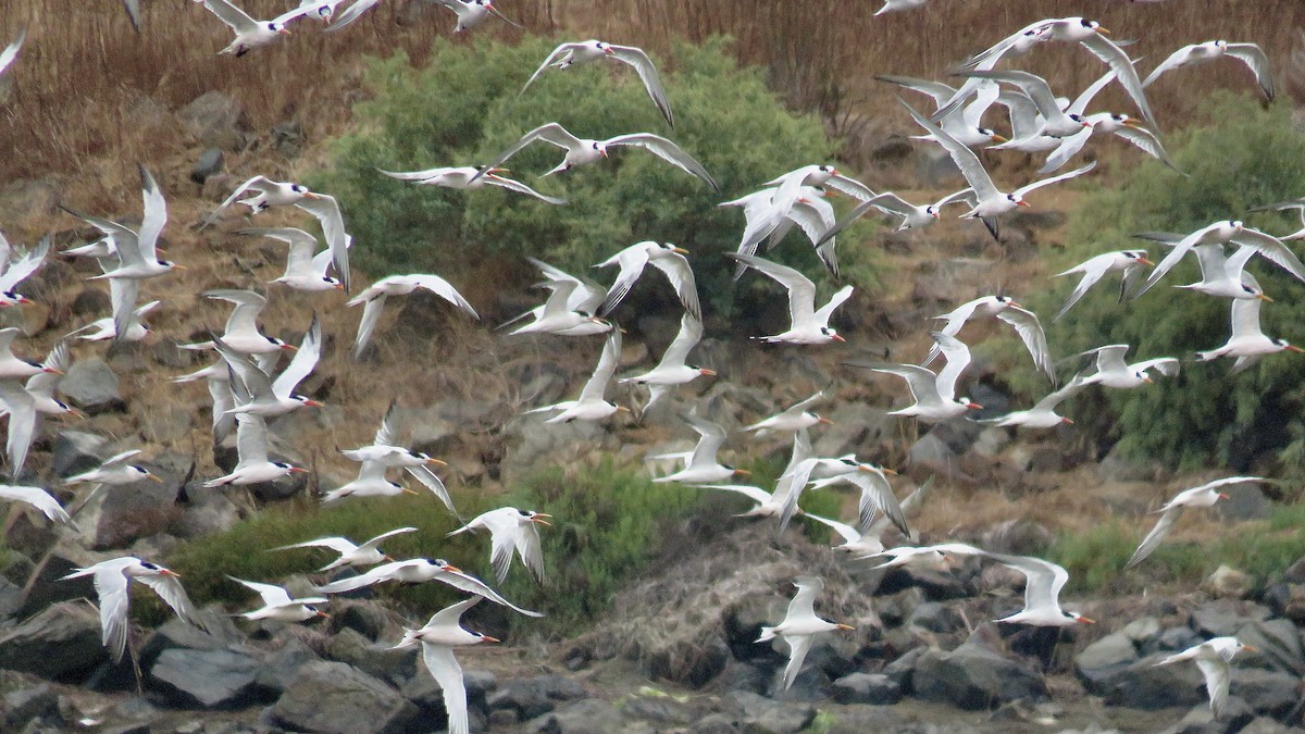 Elegant Tern - ML620346891