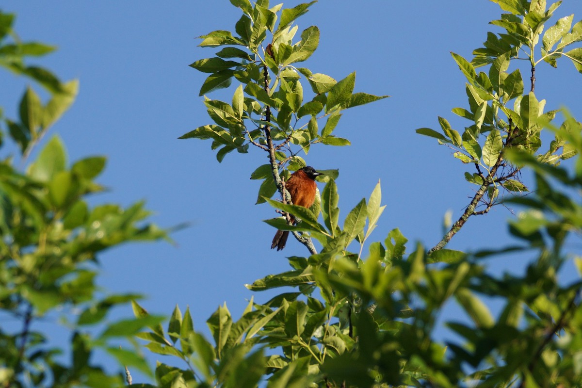Orchard Oriole - ML620346895