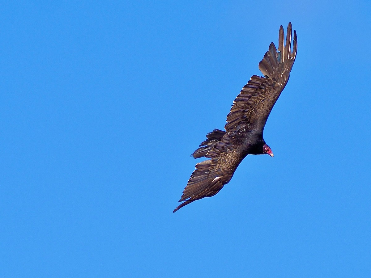 Turkey Vulture - ML620346896