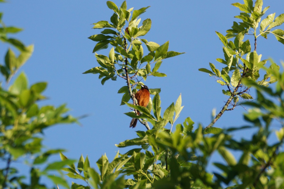 Orchard Oriole - ML620346904