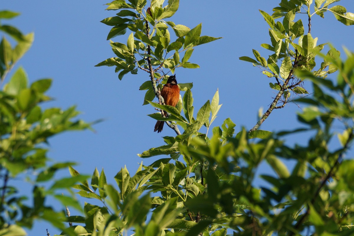 Orchard Oriole - ML620346920