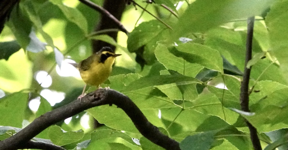 Kentucky Warbler - ML620346938