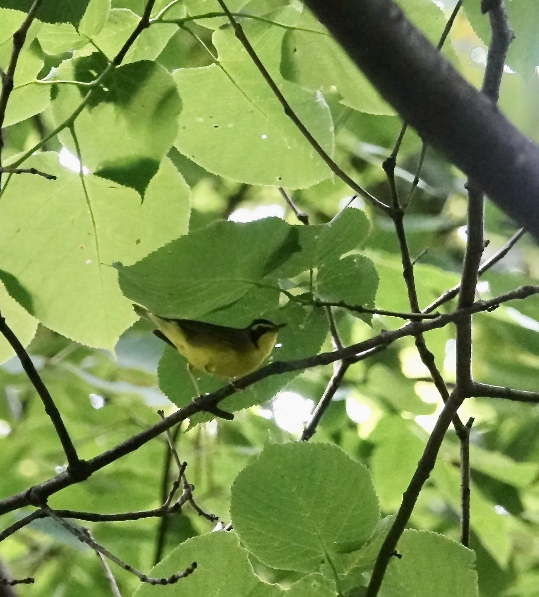 Kentucky Warbler - ML620346939