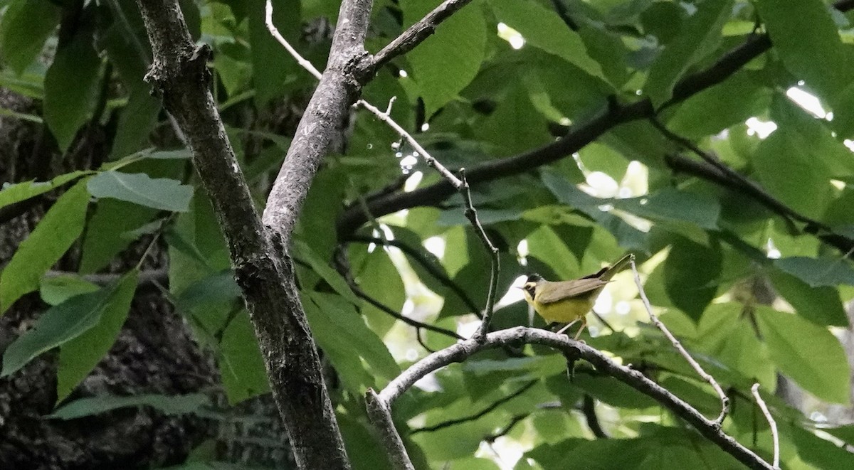 Kentucky Warbler - ML620346940