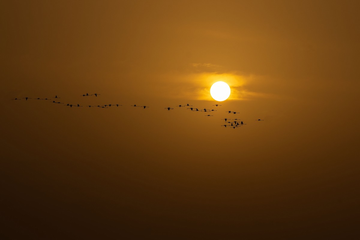 rosenflamingo - ML620346943