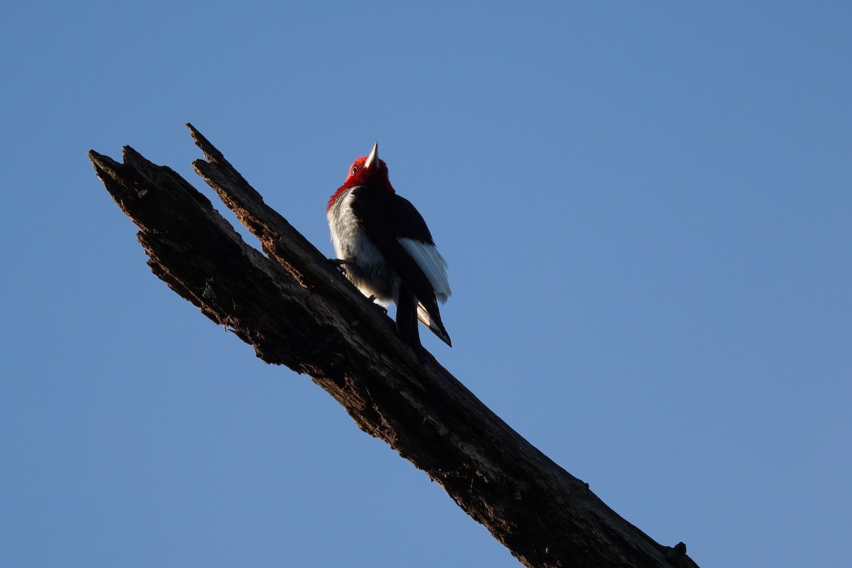 Red-headed Woodpecker - ML620346946