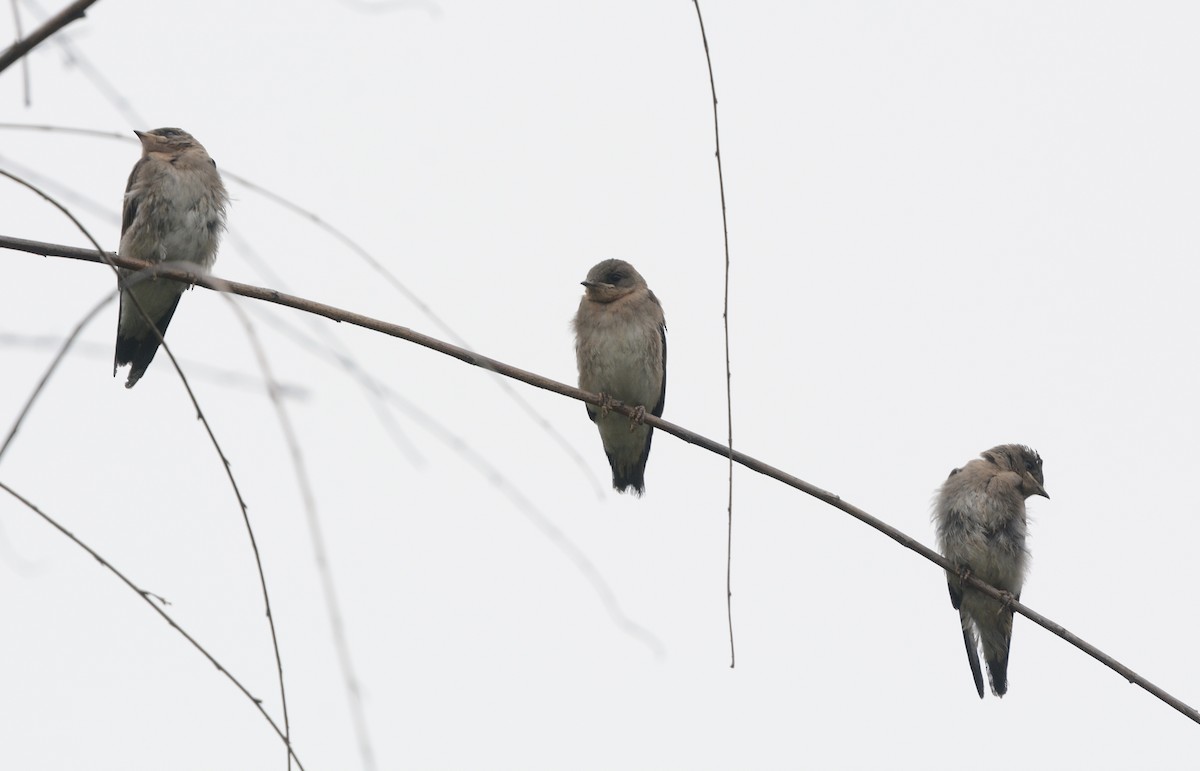 Northern Rough-winged Swallow - ML620346951