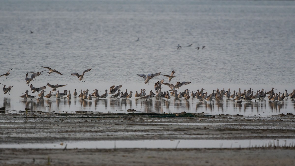 Bar-tailed Godwit - ML620346953