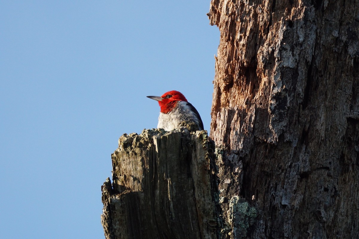 Red-headed Woodpecker - ML620346954