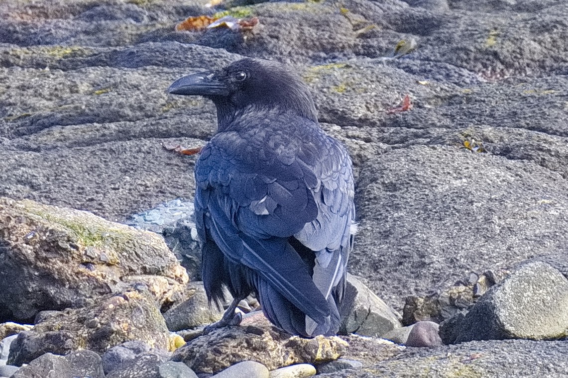 Common Raven - ML620346955