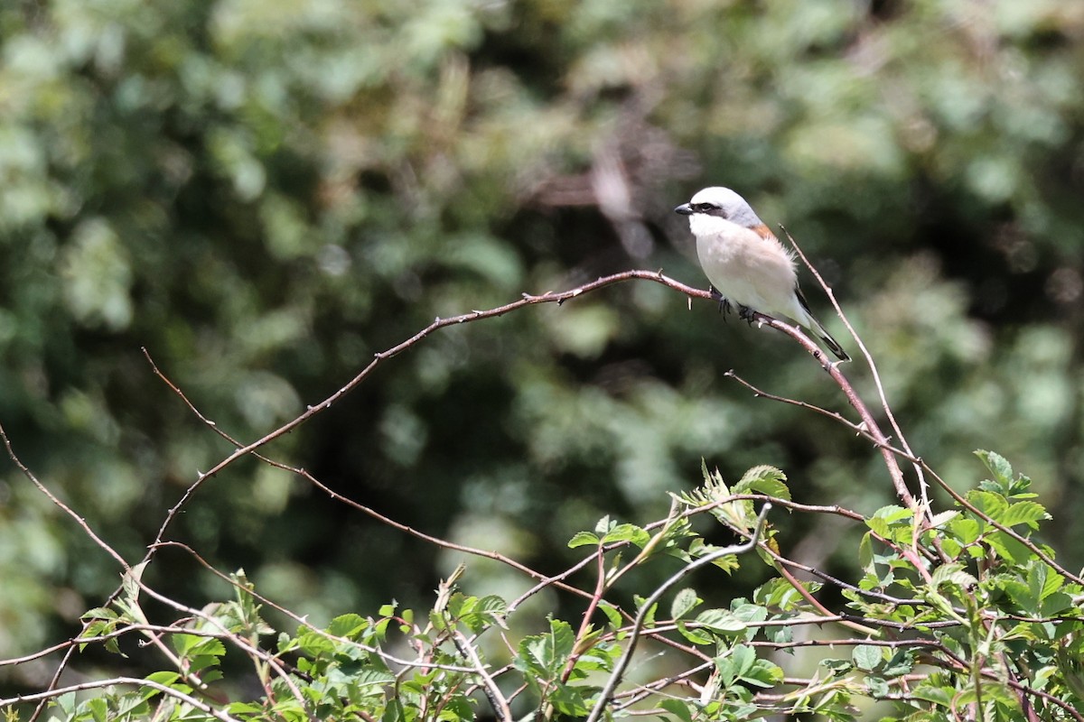 Red-backed Shrike - ML620346967