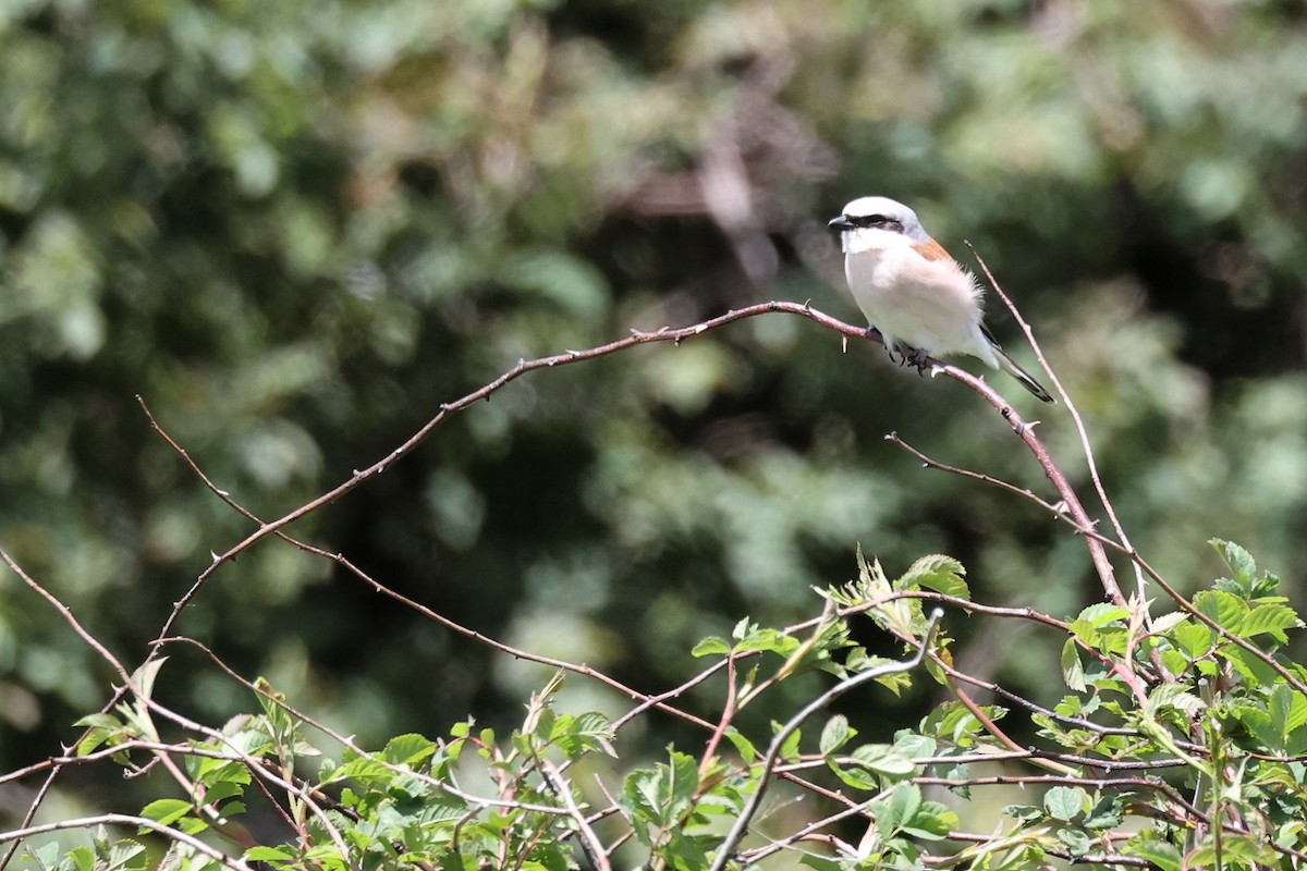 Red-backed Shrike - ML620346968