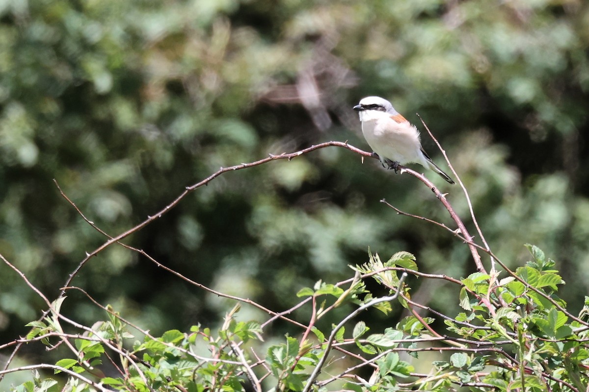 Red-backed Shrike - ML620346969