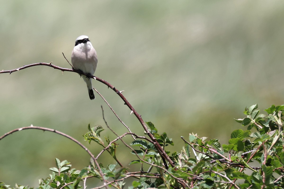 Red-backed Shrike - ML620346971