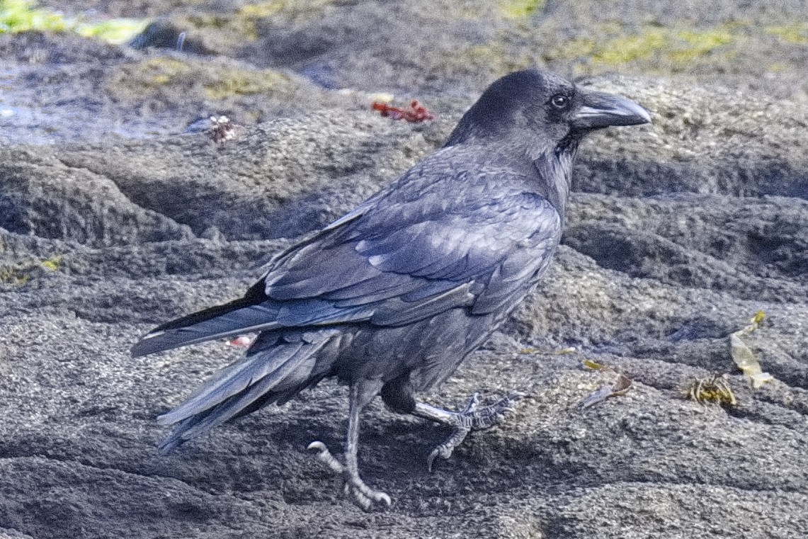 Common Raven - ML620346977