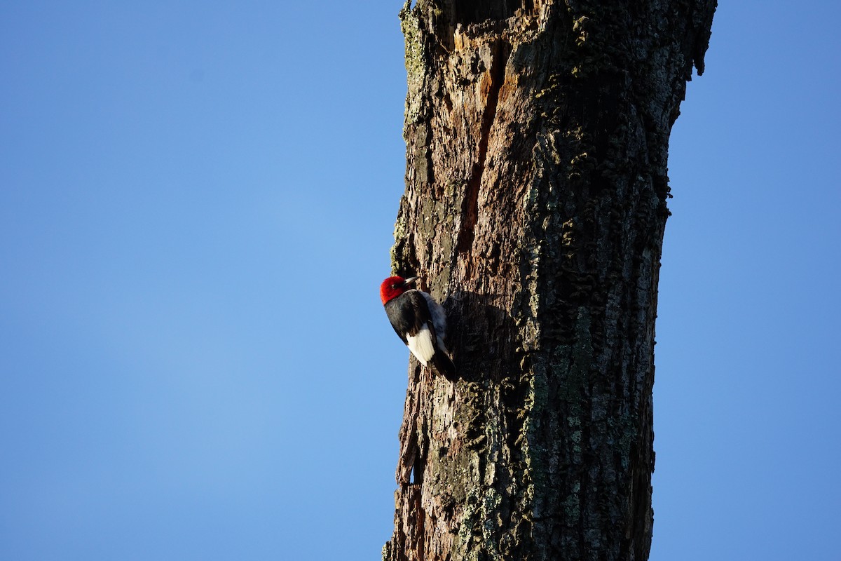 Red-headed Woodpecker - ML620346982