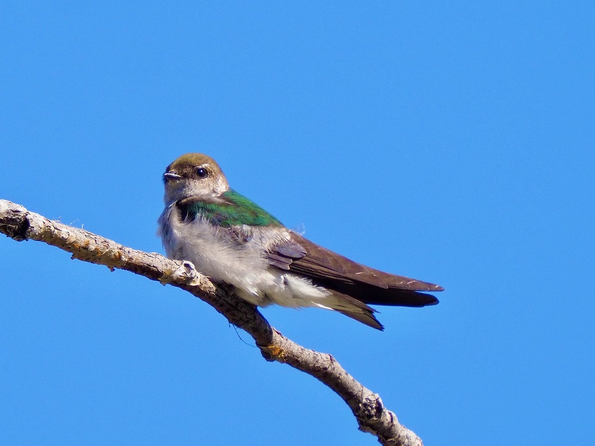 Violet-green Swallow - ML620346994