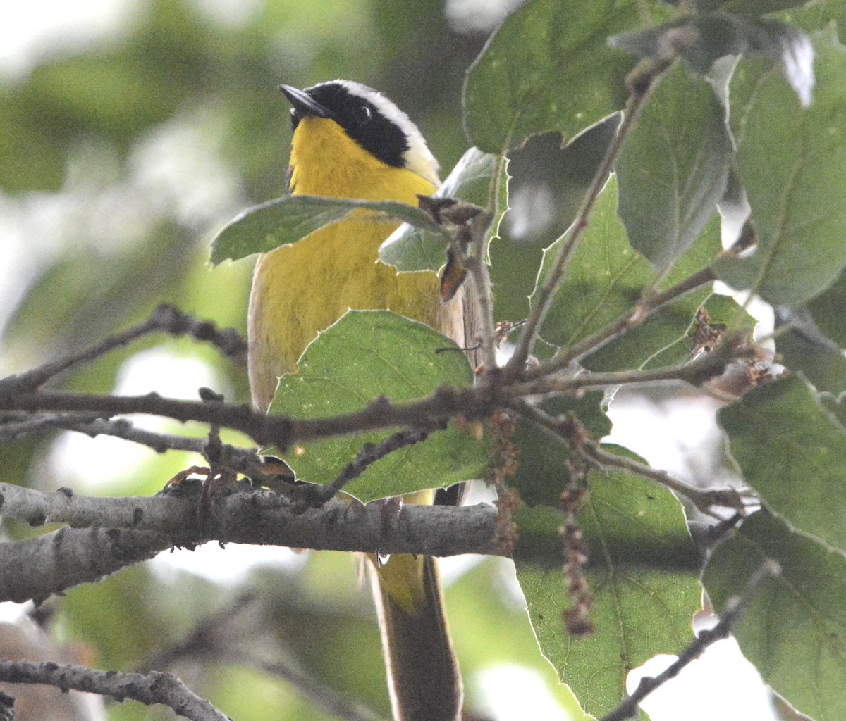 Common Yellowthroat - ML620347001