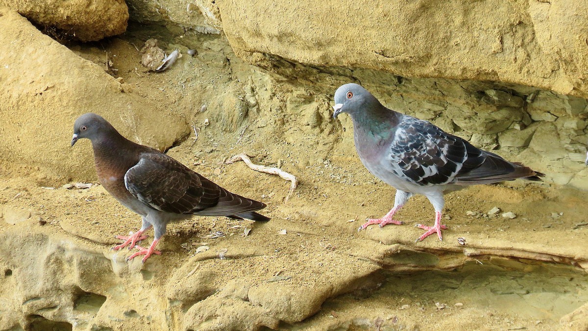 Rock Pigeon (Feral Pigeon) - ML620347002