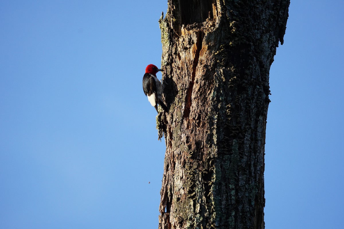Red-headed Woodpecker - ML620347005