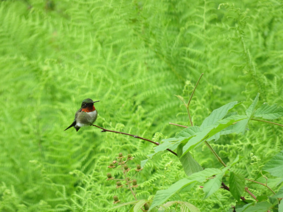 Ruby-throated Hummingbird - ML620347013