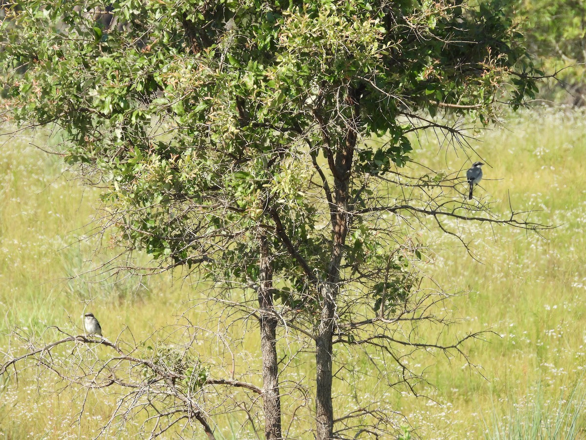 Loggerhead Shrike - ML620347018