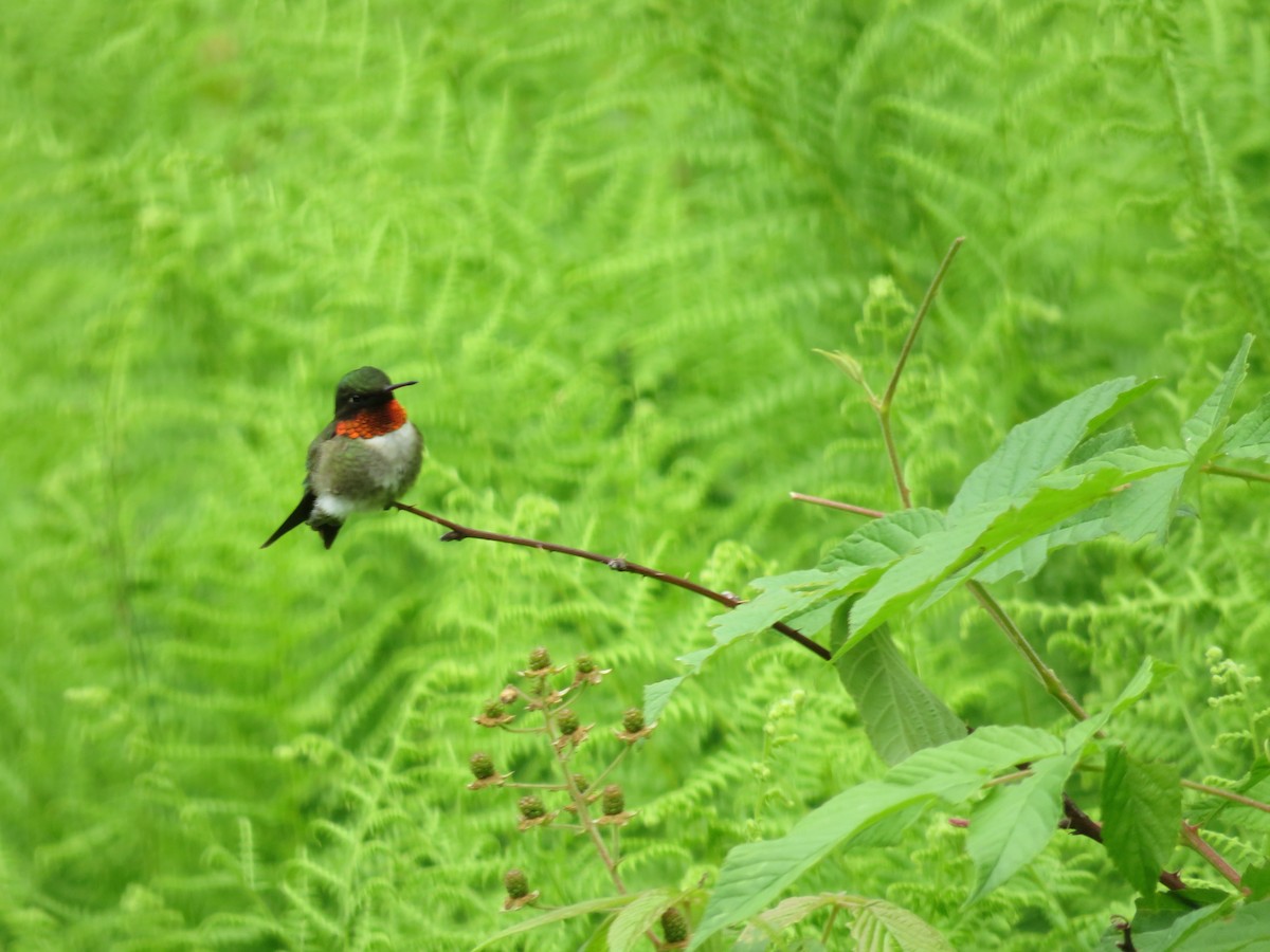 Ruby-throated Hummingbird - ML620347024