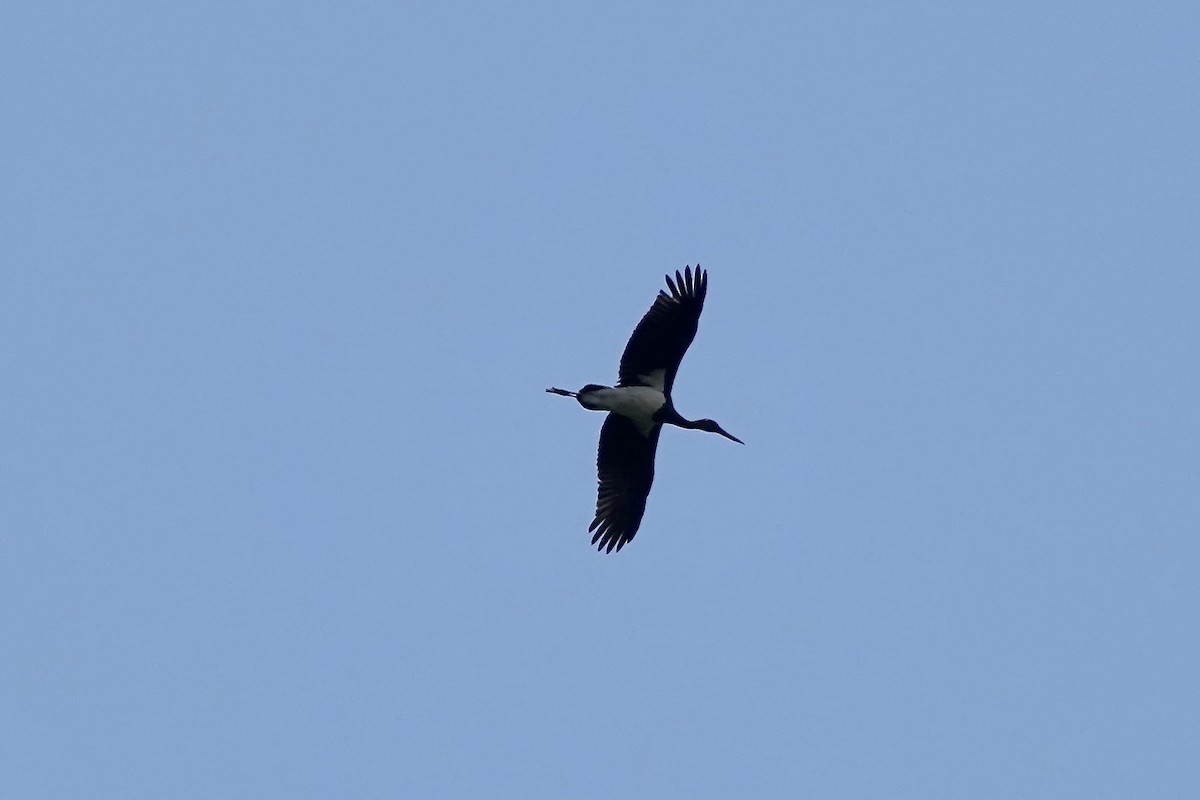 Black Stork - ML620347027