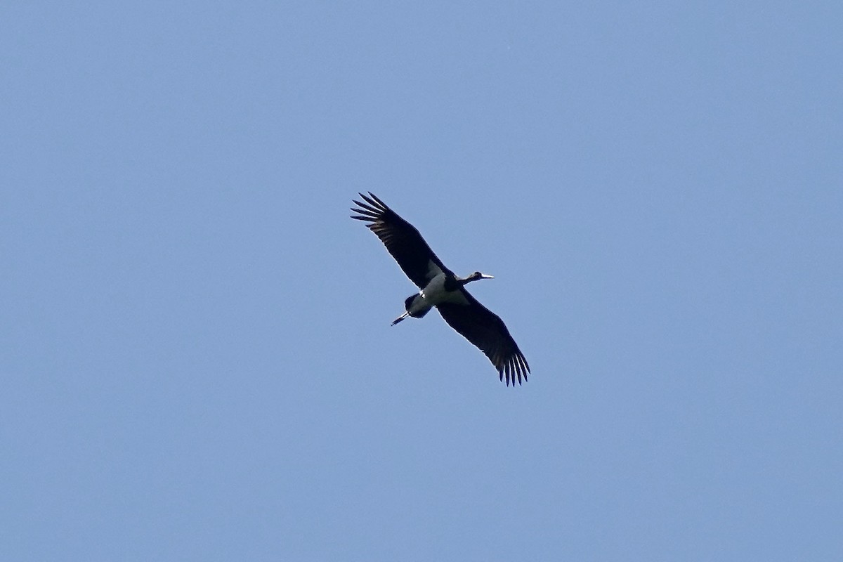 Black Stork - ML620347028