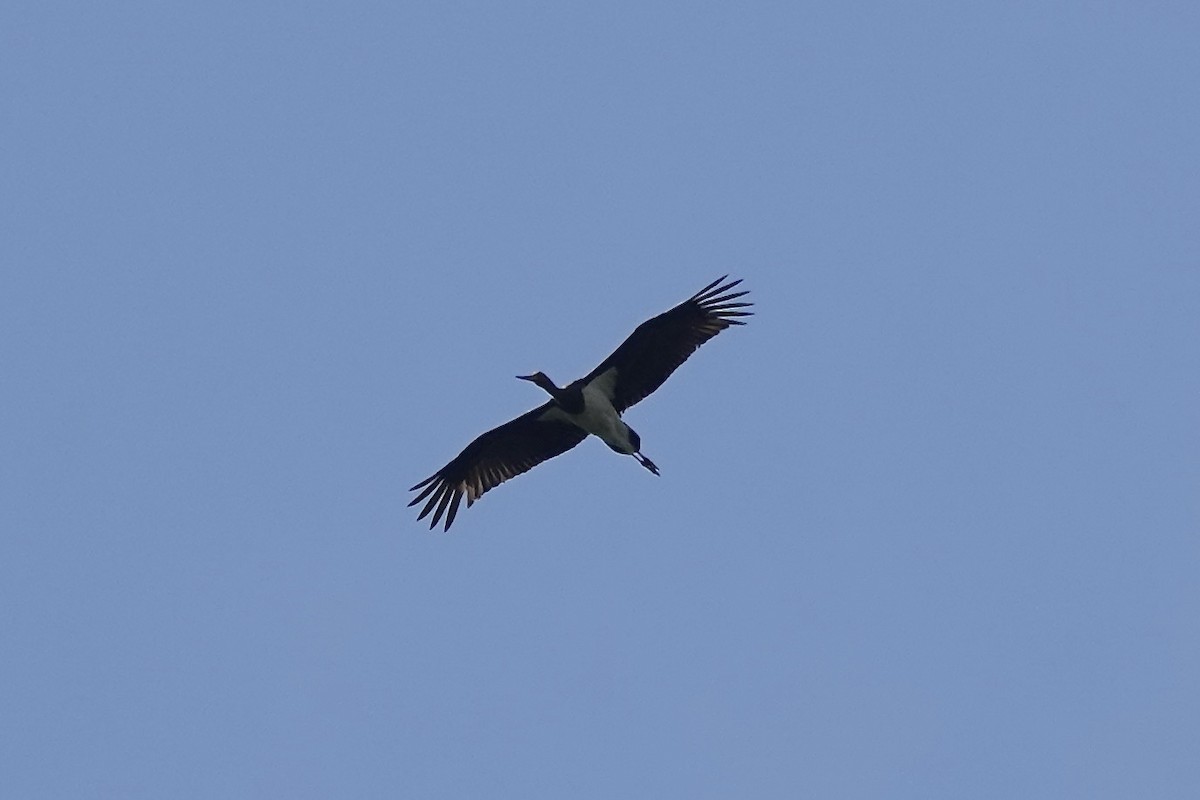 Black Stork - ML620347029