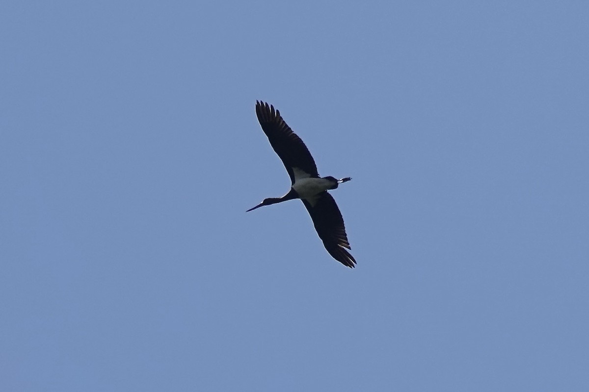 Black Stork - ML620347030