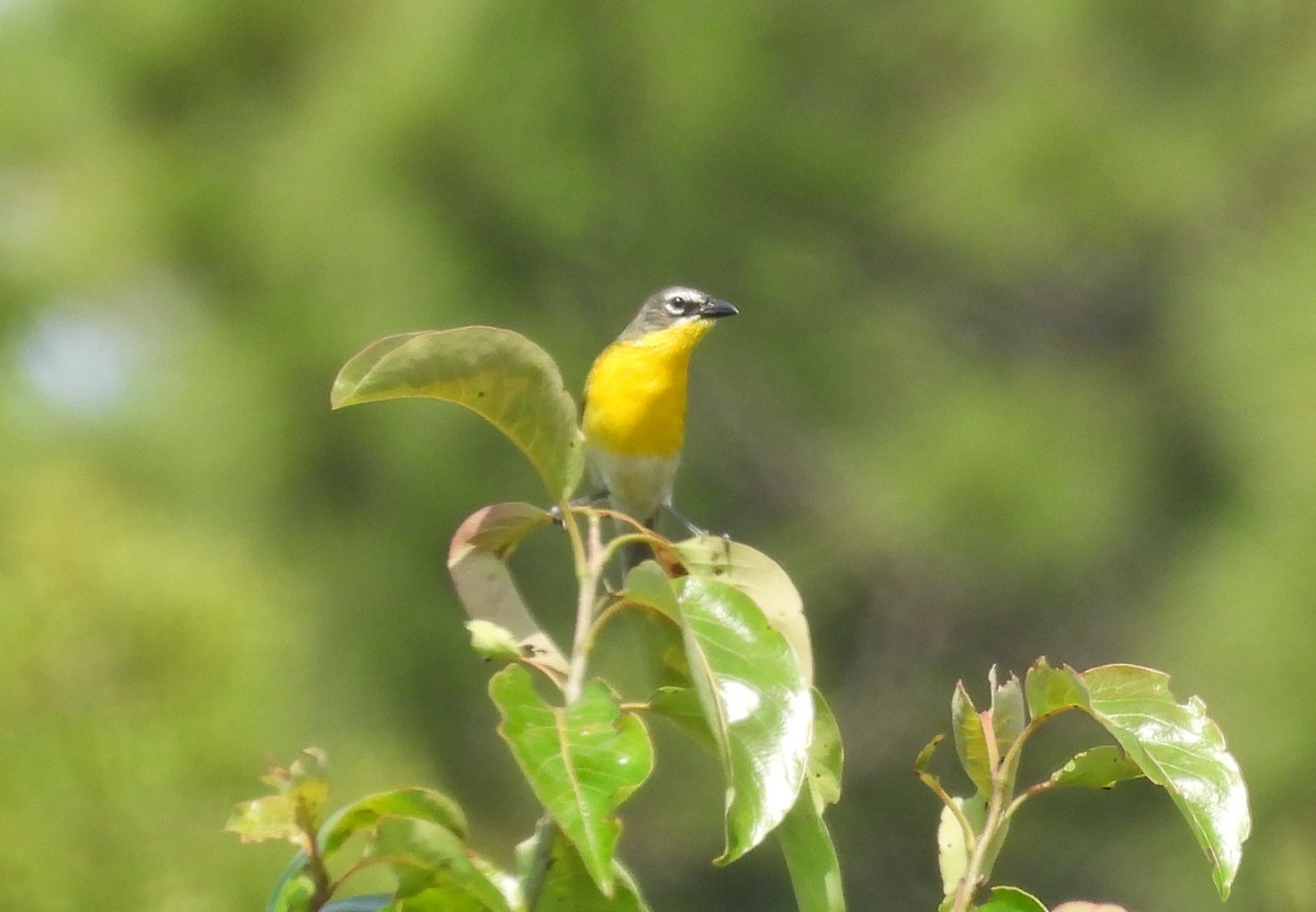 Yellow-breasted Chat - ML620347032