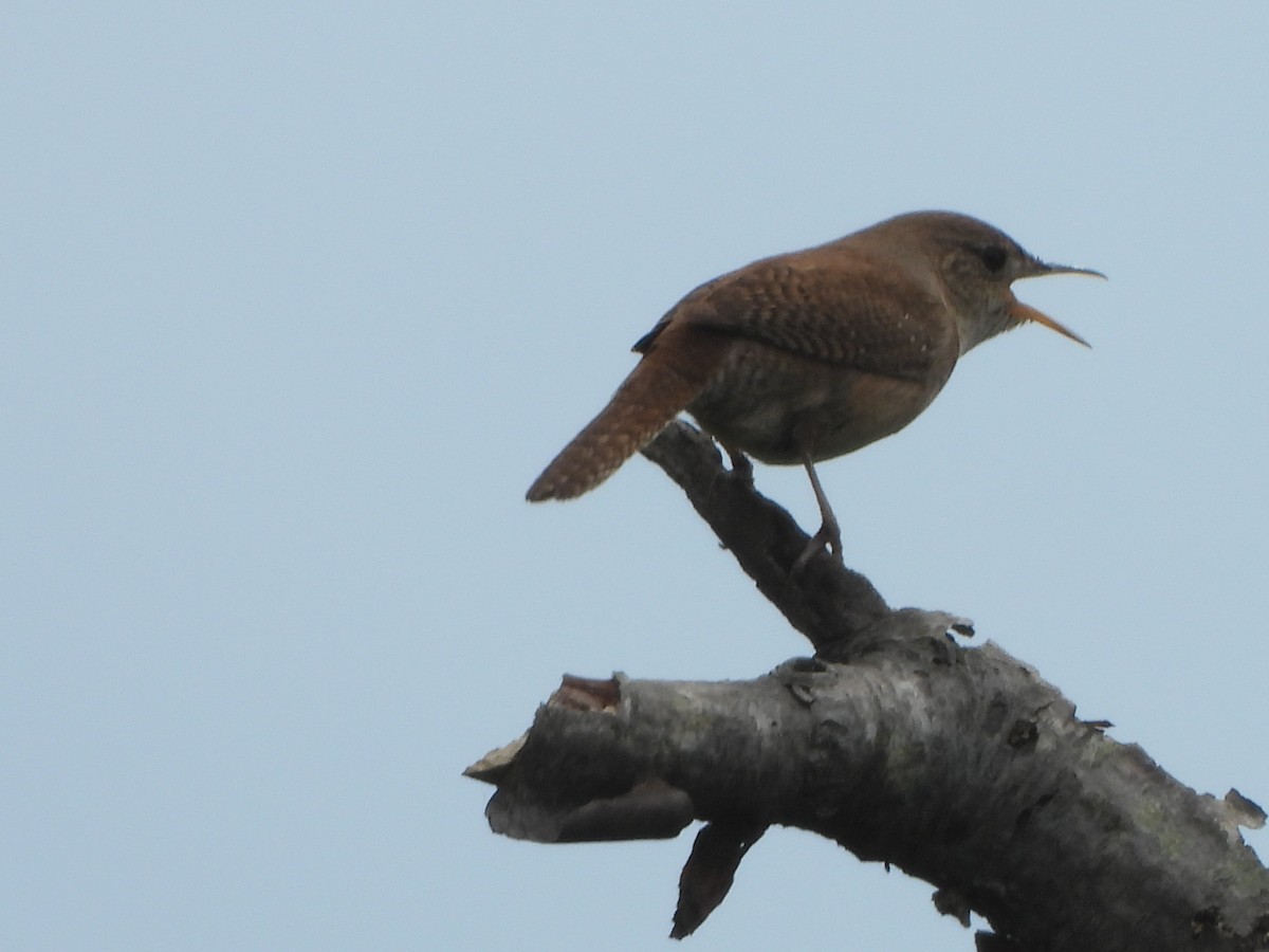 Northern House Wren - ML620347033