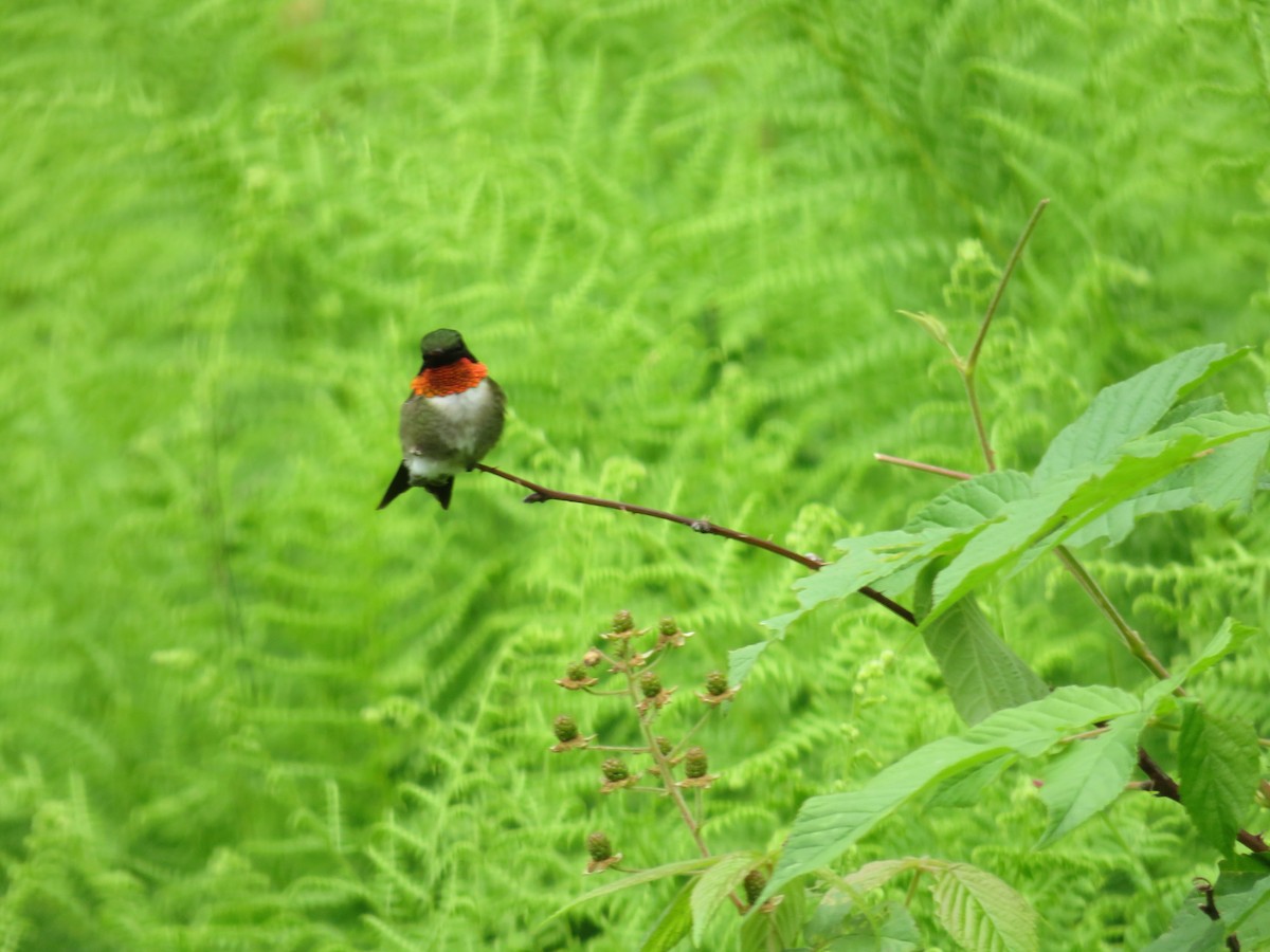 Ruby-throated Hummingbird - ML620347035