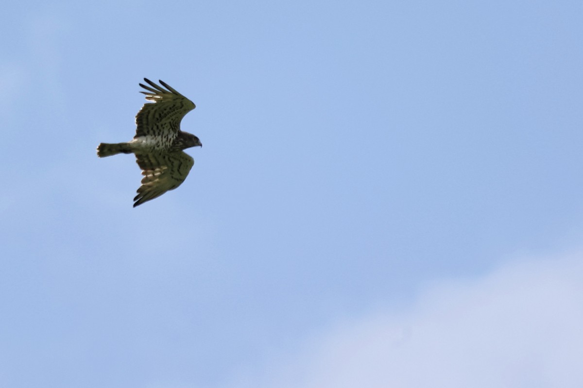 Short-toed Snake-Eagle - ML620347060