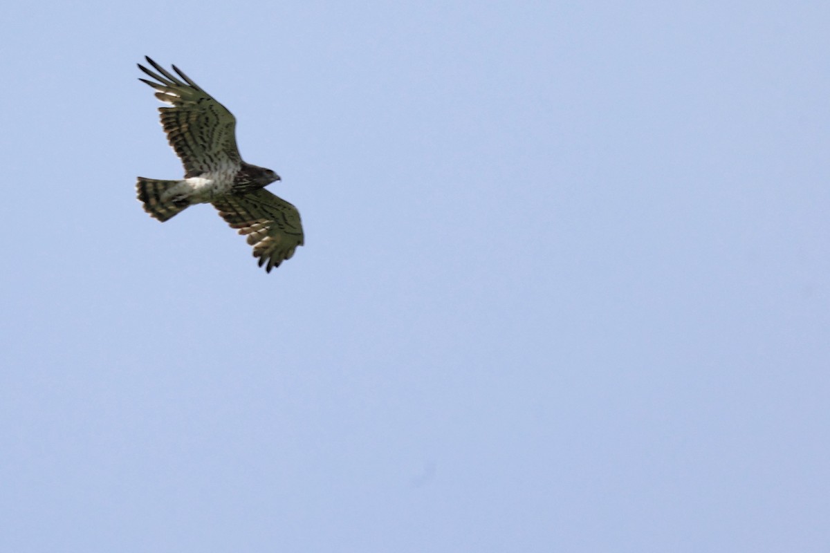 Short-toed Snake-Eagle - ML620347061