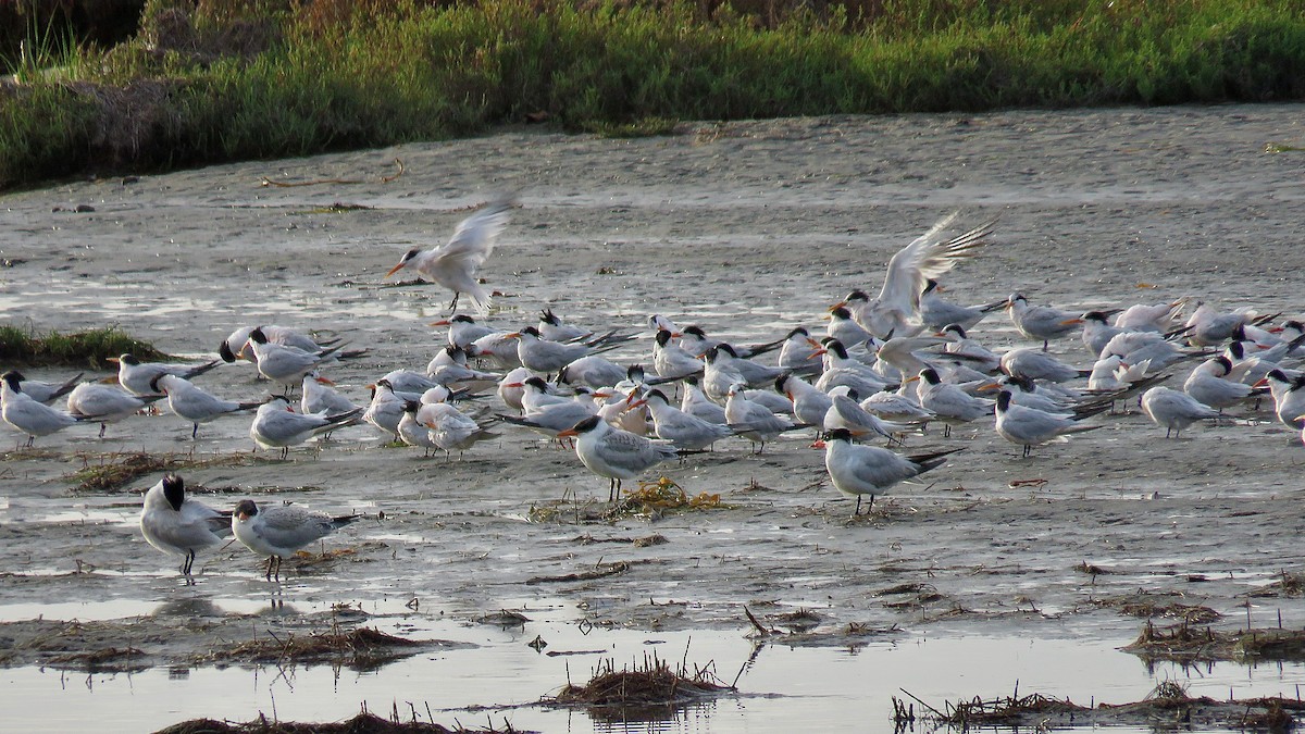 Elegant Tern - ML620347073