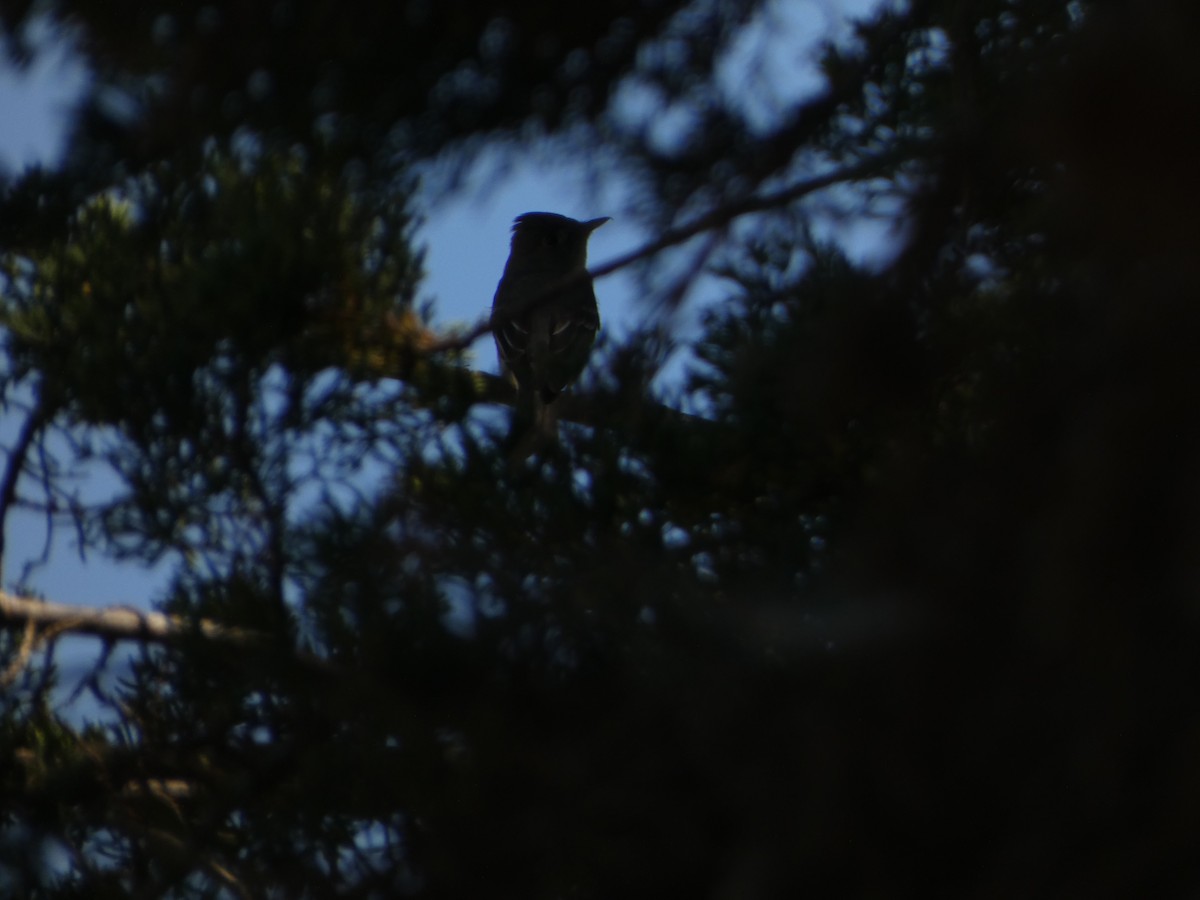 Eastern Wood-Pewee - ML620347081