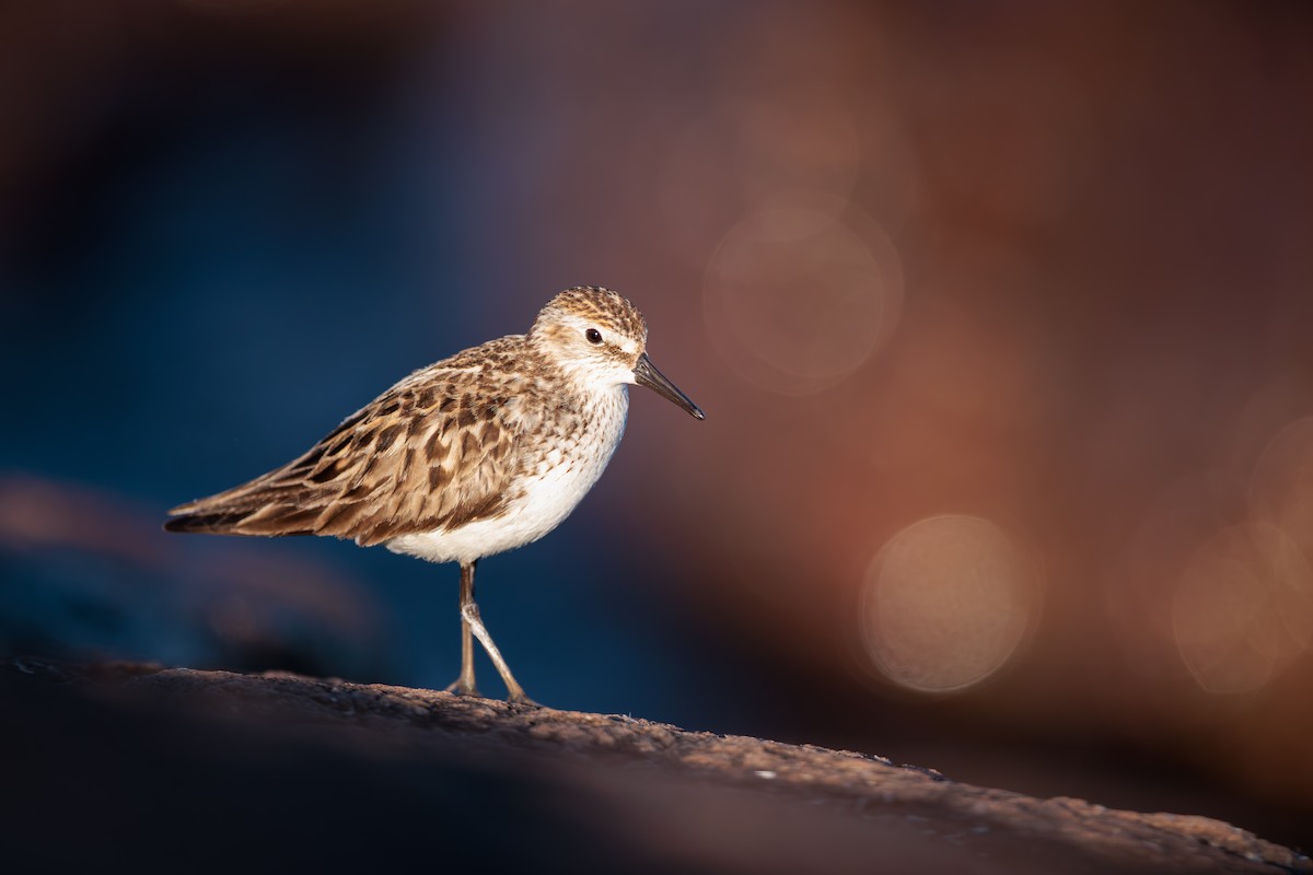 Bécasseau sanderling - ML620347085