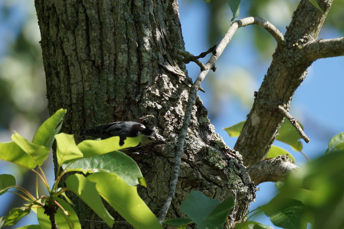 White-breasted Nuthatch - ML620347089