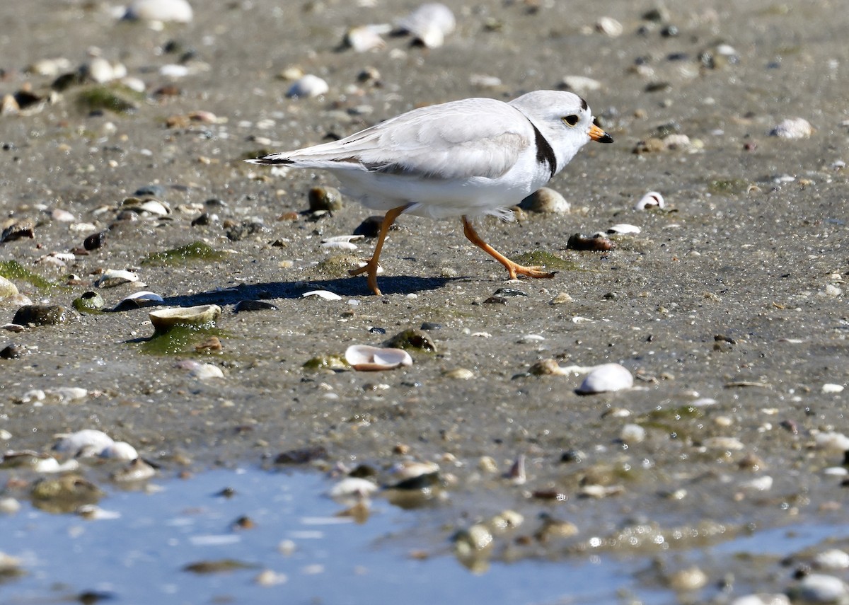 Piping Plover - ML620347114