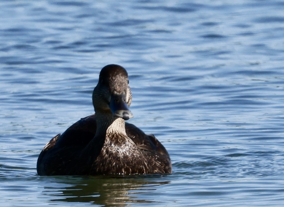 American Black Duck - ML620347132