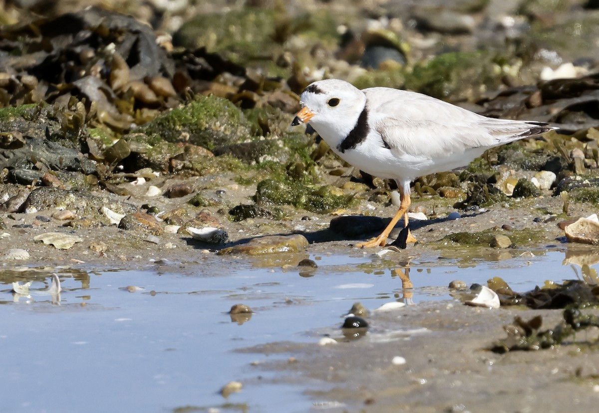 Piping Plover - ML620347140