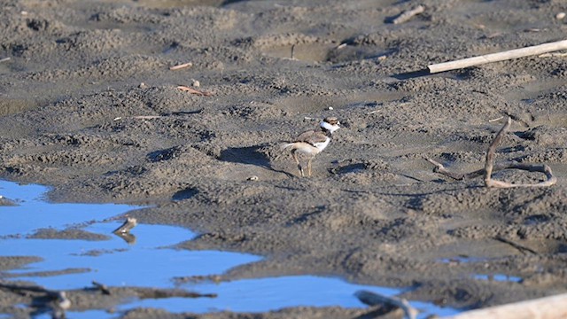 Killdeer - ML620347144